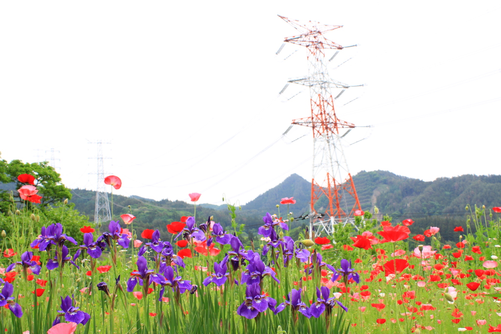 花に彩られて