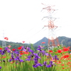 花に彩られて