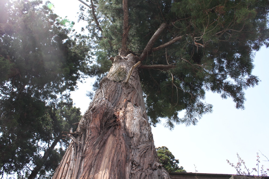 樹齢約400年の大木