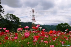 花に囲まれて