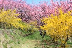 満開