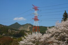 満開の桜と紅白鉄塔