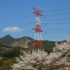 満開の桜と紅白鉄塔