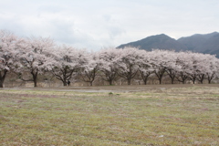 さくら満開　　～お散歩～