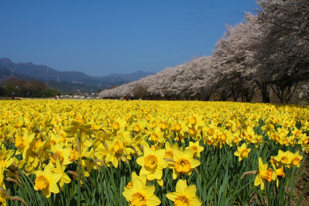 満開の水仙畑