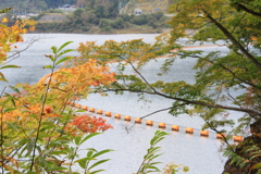橙色