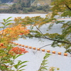 橙色