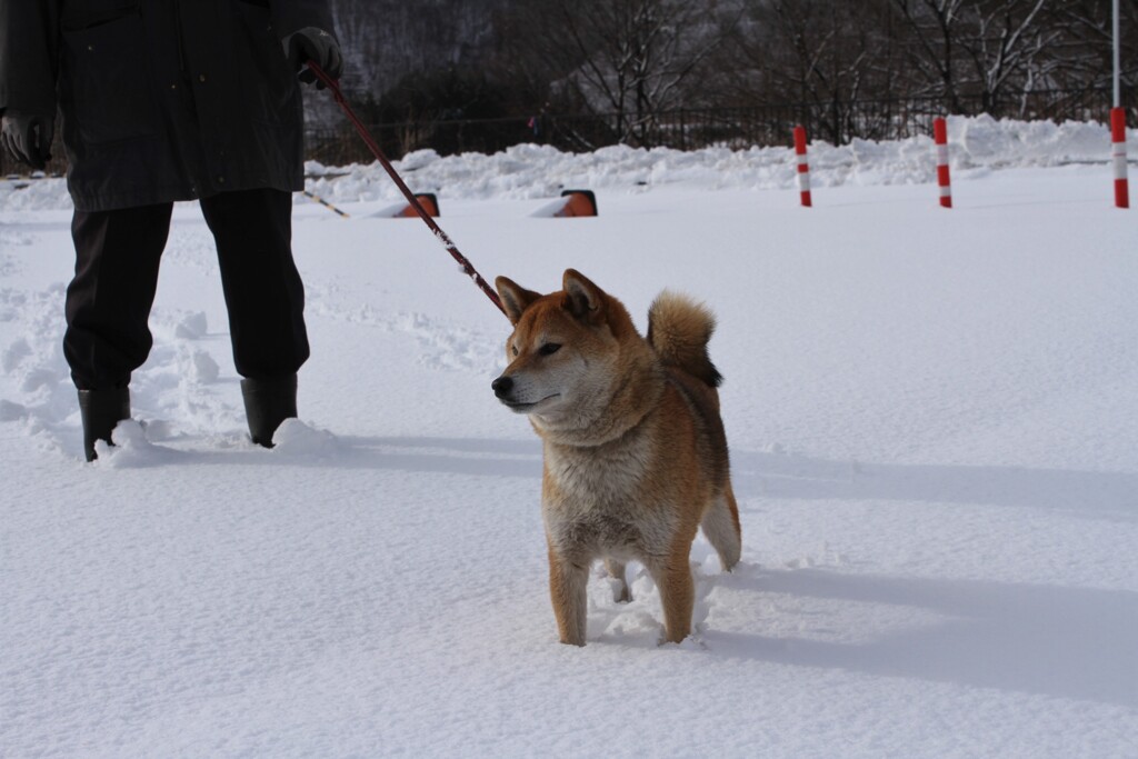 ワン　ダフルなお散歩　