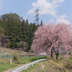 咲く