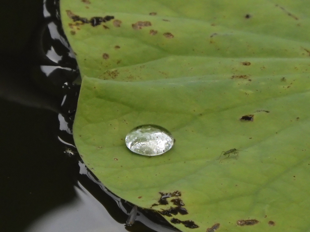 蓮葉の水玉