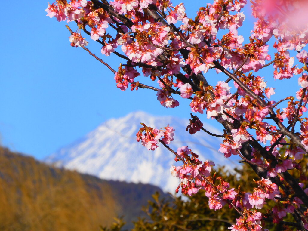 寒桜？河津桜？