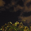 夜桜とオリオン座