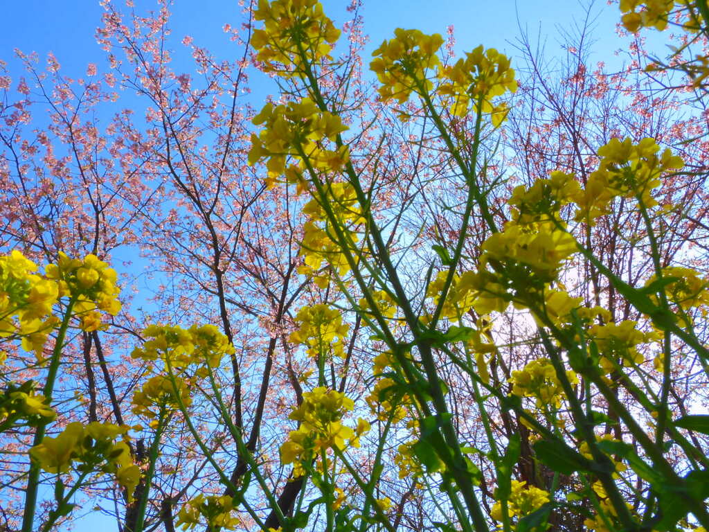 菜と桜