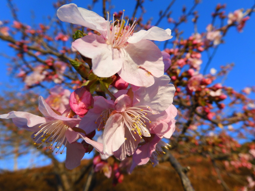 桜