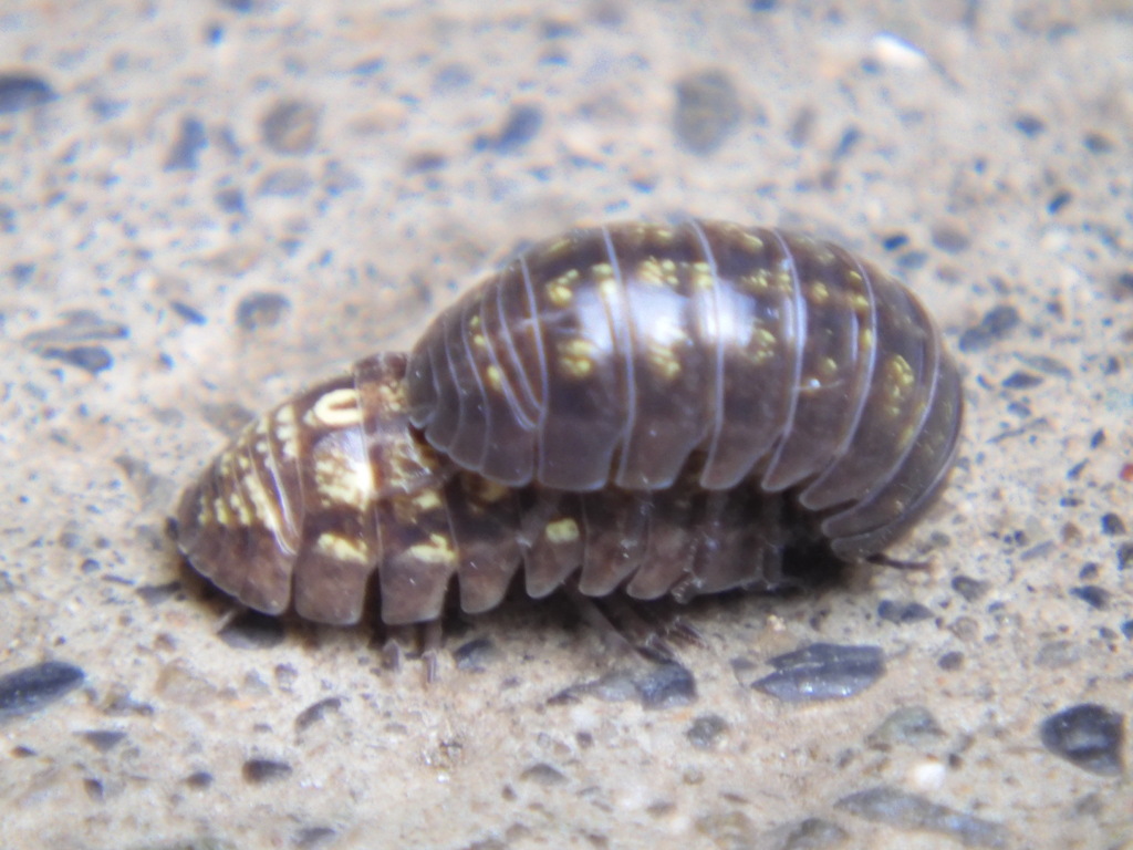 ダンゴムシ拡大