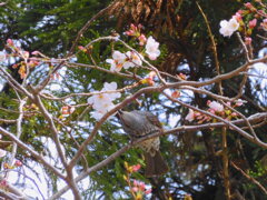 蜜を吸う？