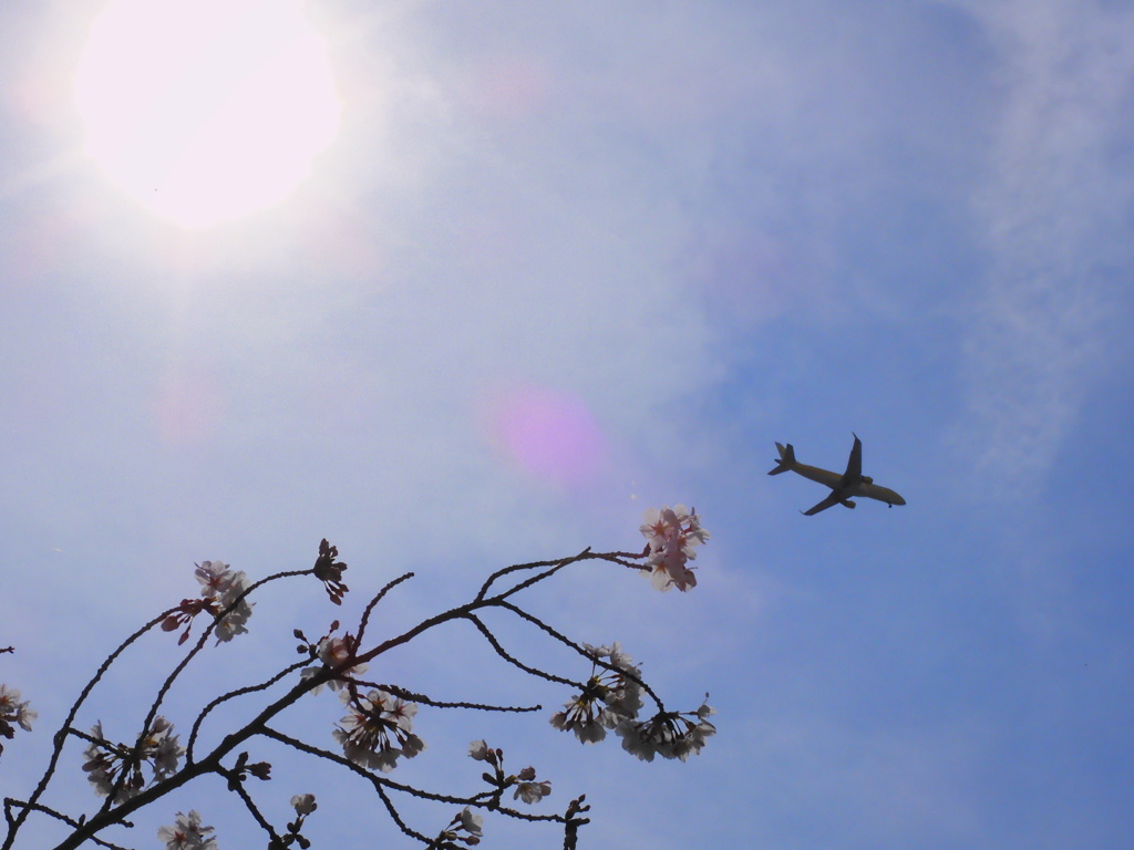 陽と桜と飛行機