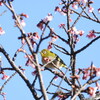 開花待ち