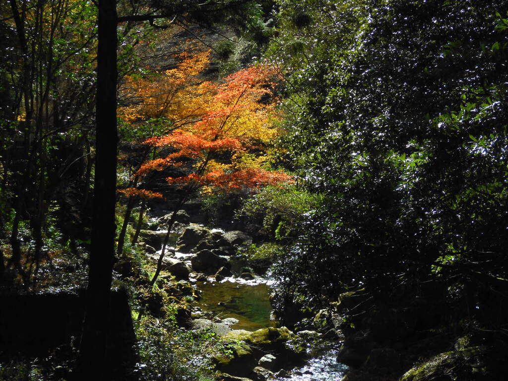 一部紅葉