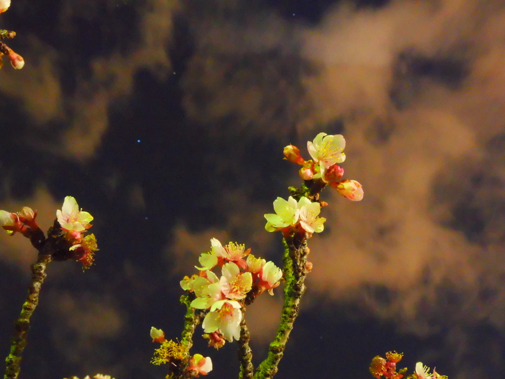 夜桜