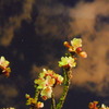 夜桜