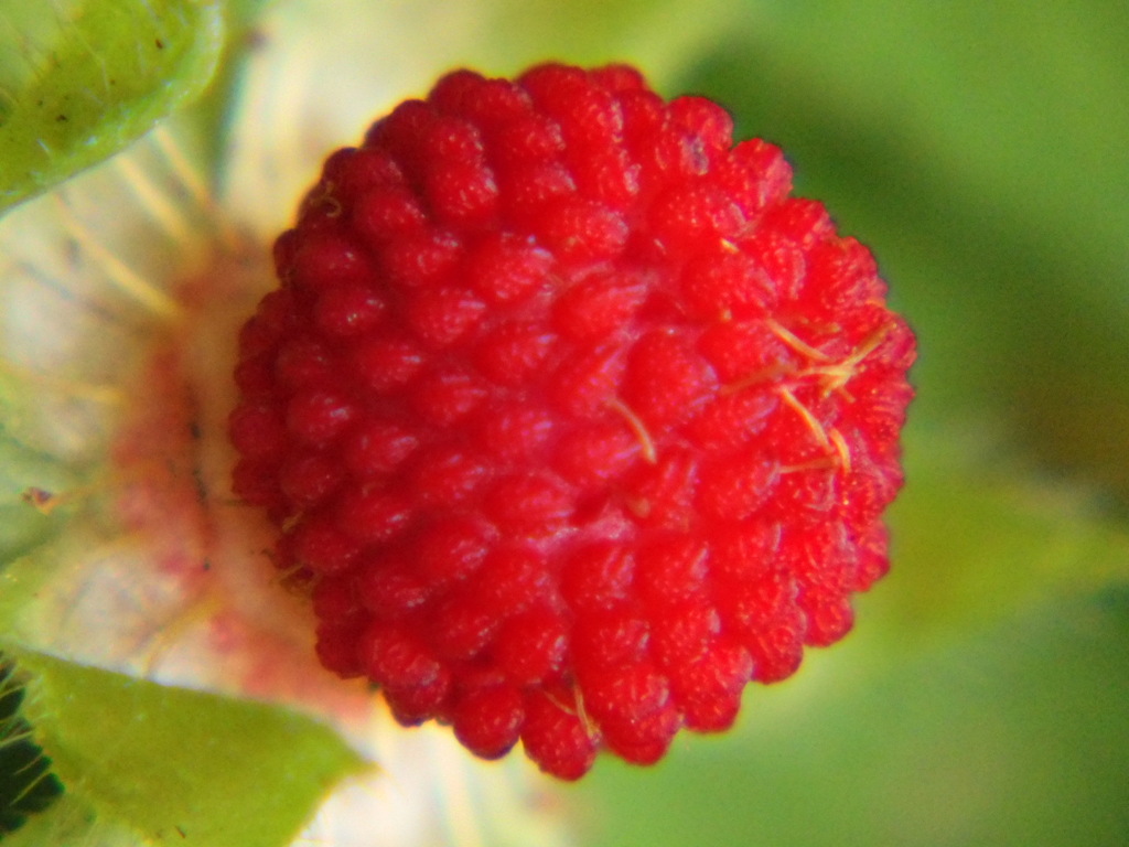 ヘビイチゴ マクロ