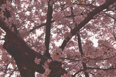 ピンク色の桜