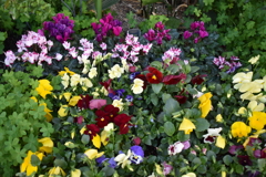 鮮やかな花たち