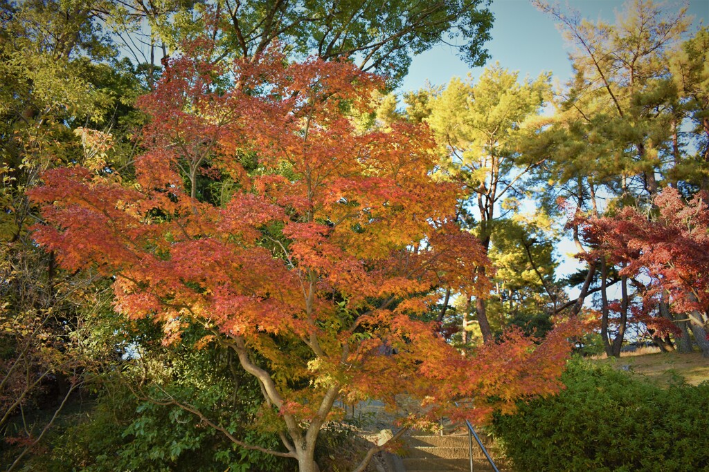 紅葉八幡宮の紅葉