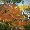 紅葉八幡宮の紅葉