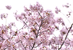 桜の花6
