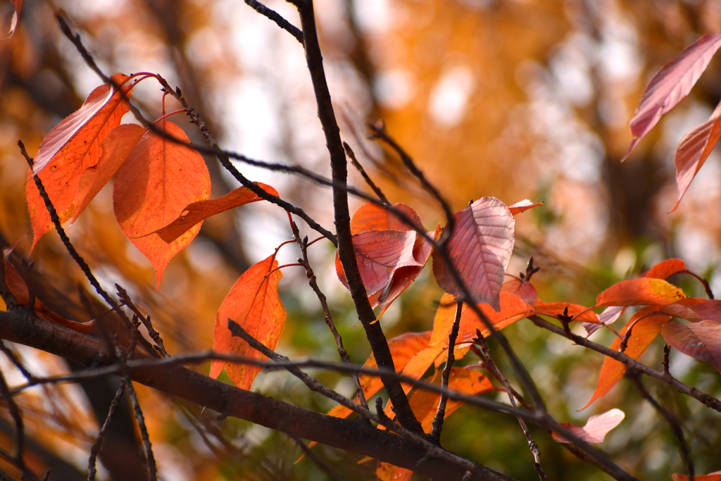 公園の紅葉2