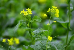 菜の花畑シリーズ