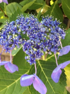 近くの散歩道で