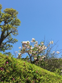 近所に咲いている桜