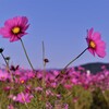 二つのコスモス