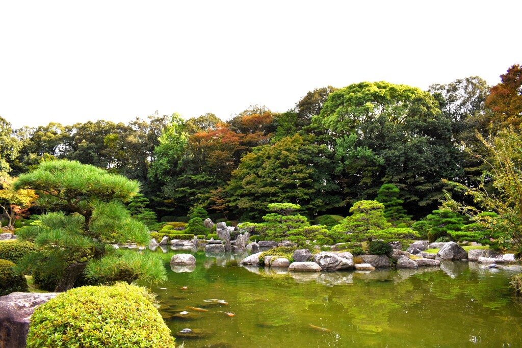 庭園の池と鯉たち
