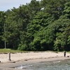 海辺で犬の散歩