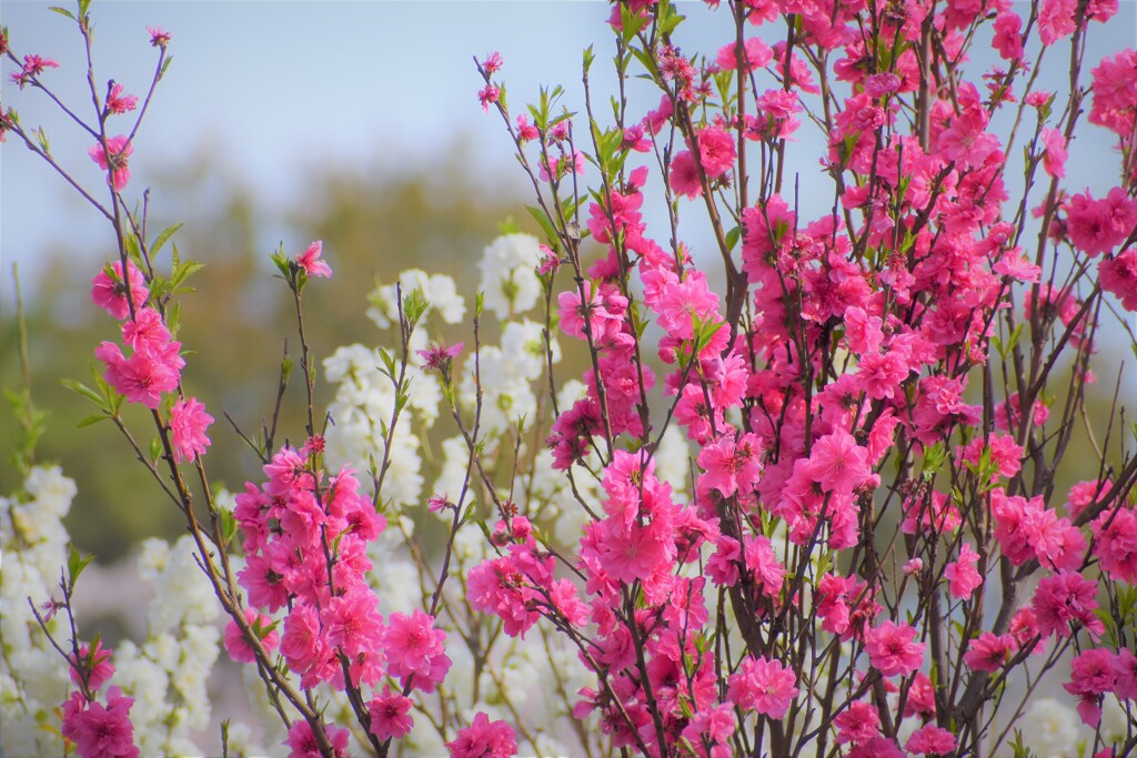 散歩道の花