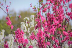 散歩道の花