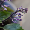 ベランダで育てている花2