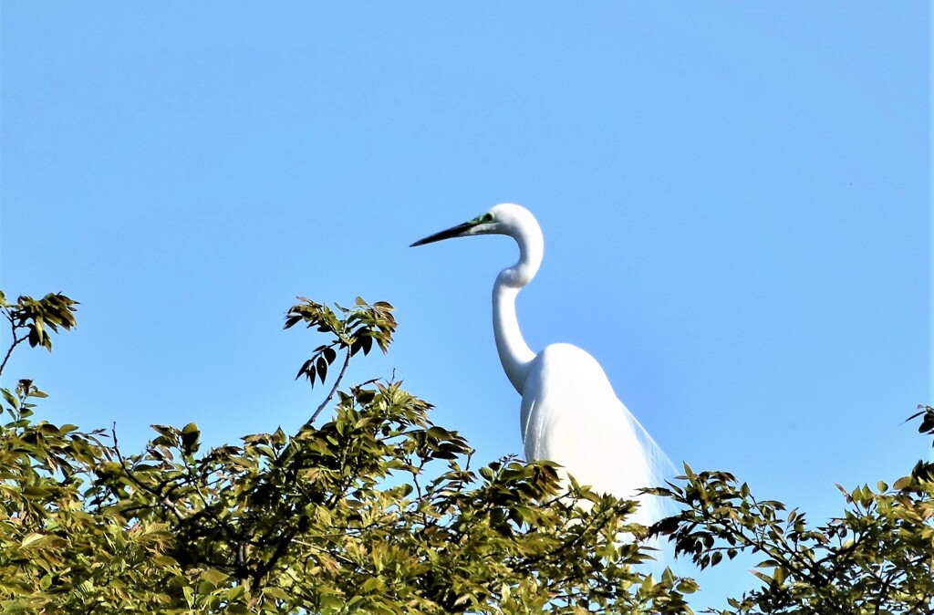 一人ぼっちのシラサギ