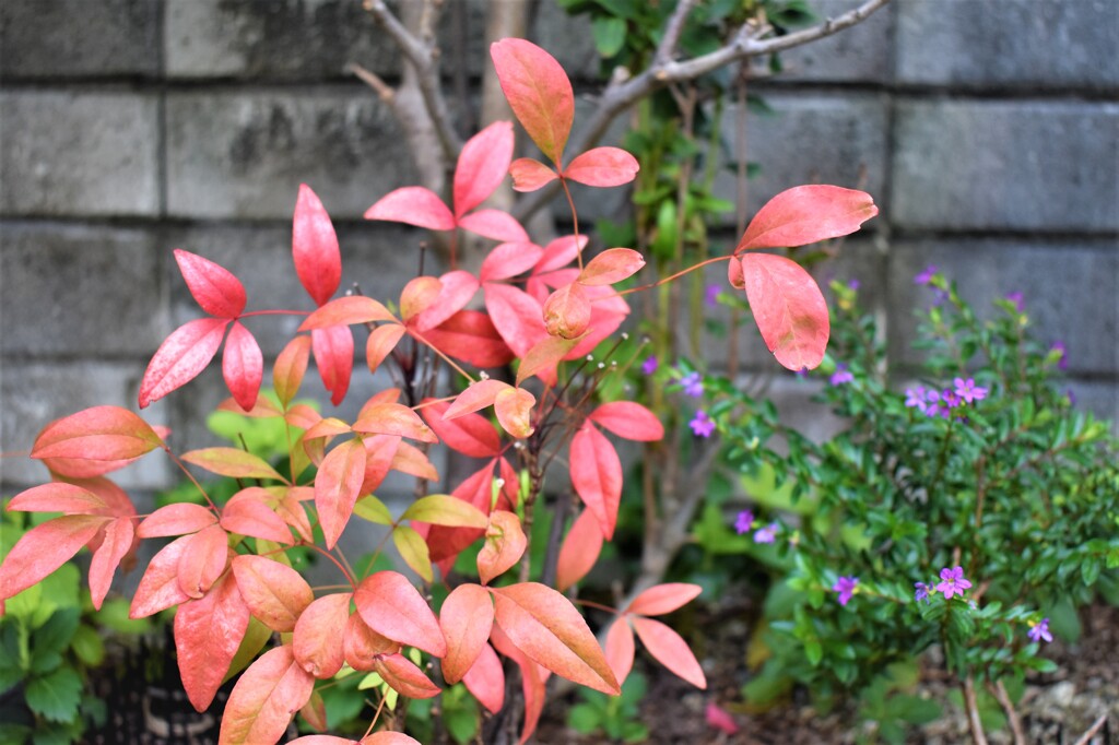 赤い葉と紫の花