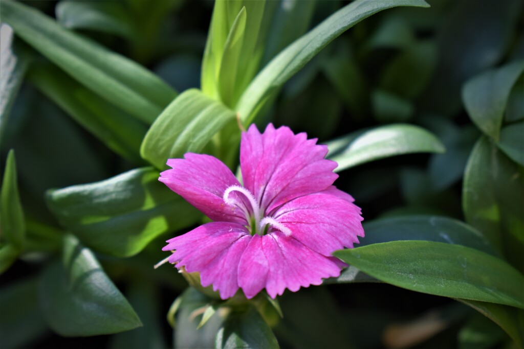 エントランスの花2