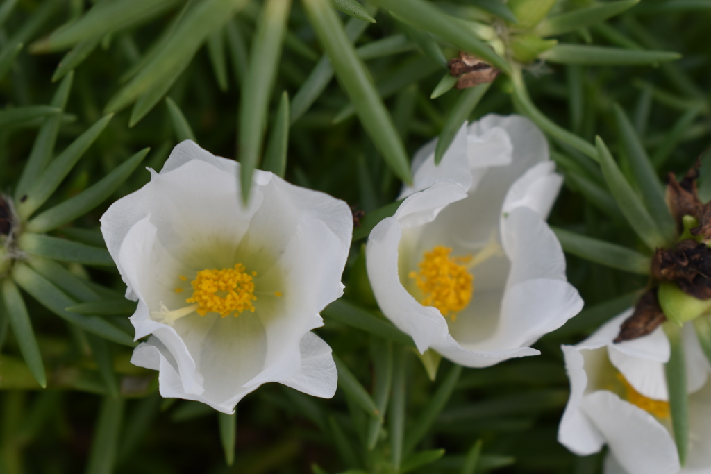 小戸公園の花3