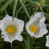 小戸公園の花3