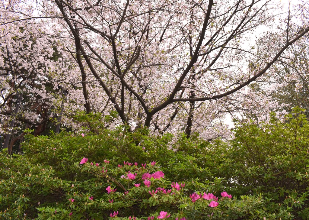 桜とツツジ