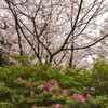 桜とツツジ