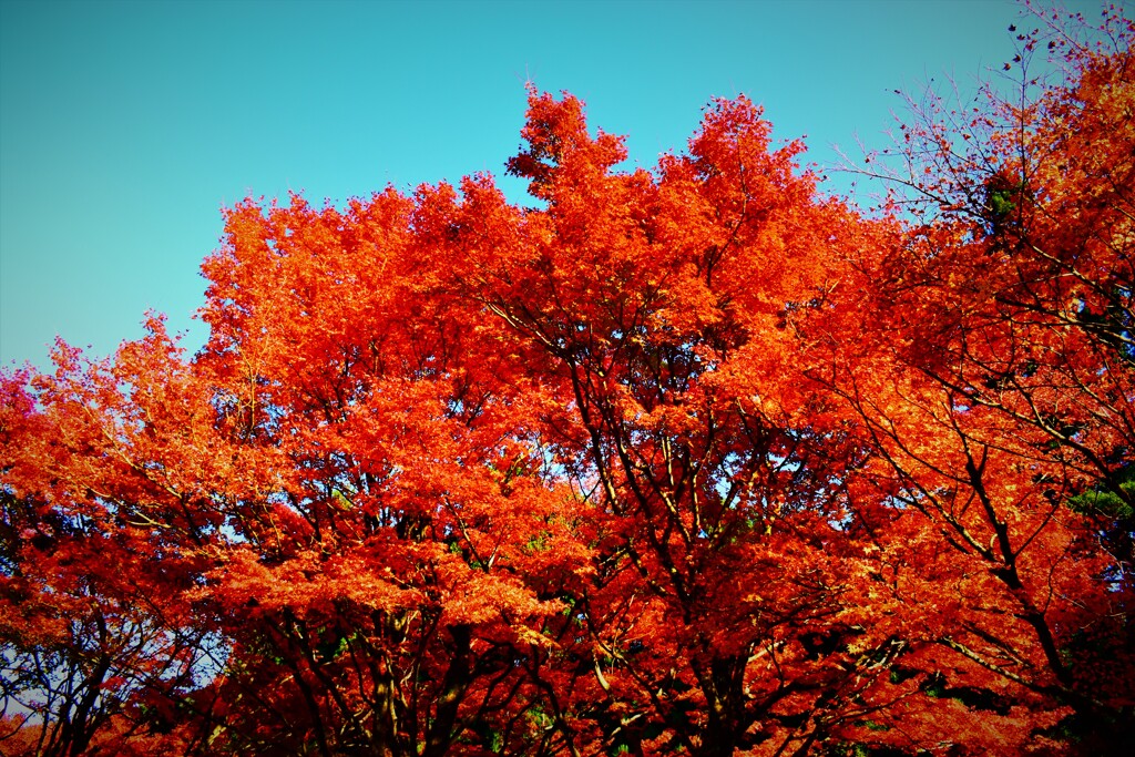 千如寺の紅葉9