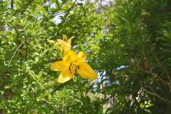 黄色い花